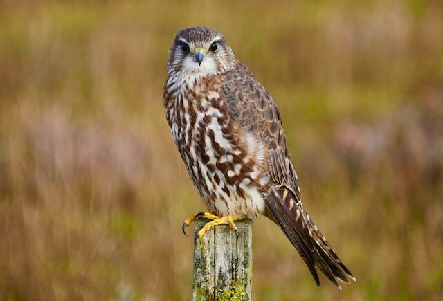 A merlin perched on a post.