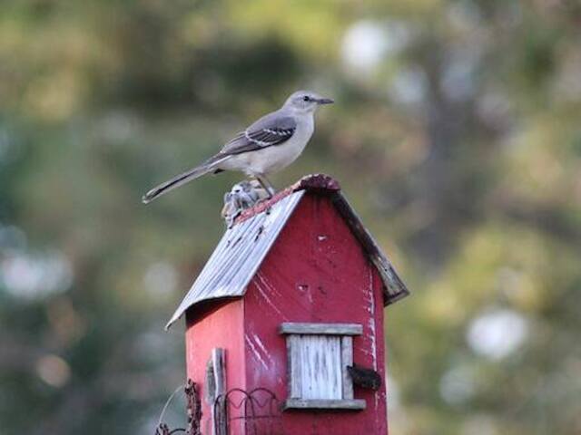 A Northern Mockingbird perched on a red birdhouse.