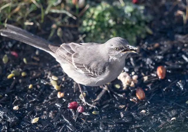 A Northern Mockingbird eating food off the ground.