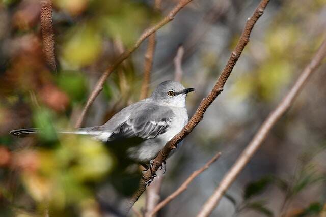 A Northern Mockingbird perched on a tree branch.