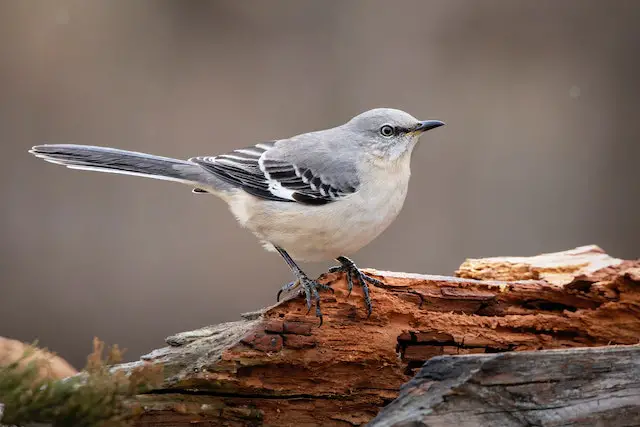 A Northern Mockingbird perched on a piece of wood.