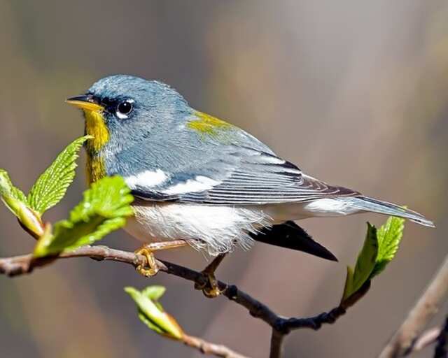 A Northern Parula perched on a branch.