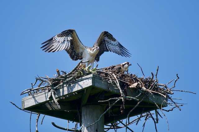 Young Ospreys in their nest.