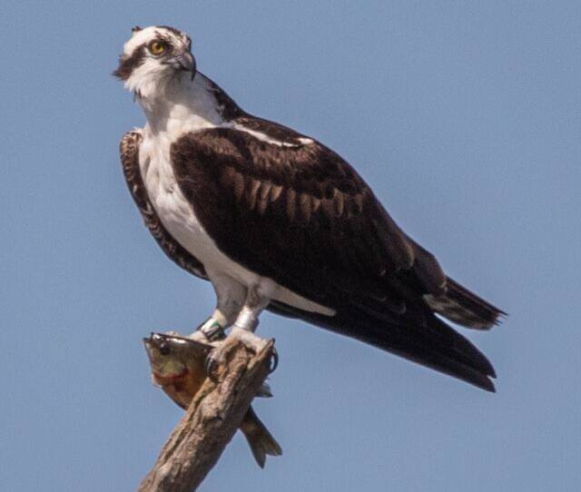 An Osprey perched on a tree branch with a fish in its talons.