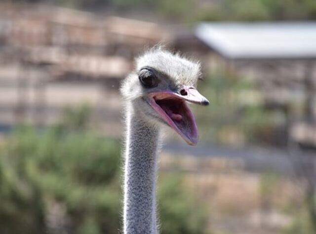 An ostrich with its tongue out.