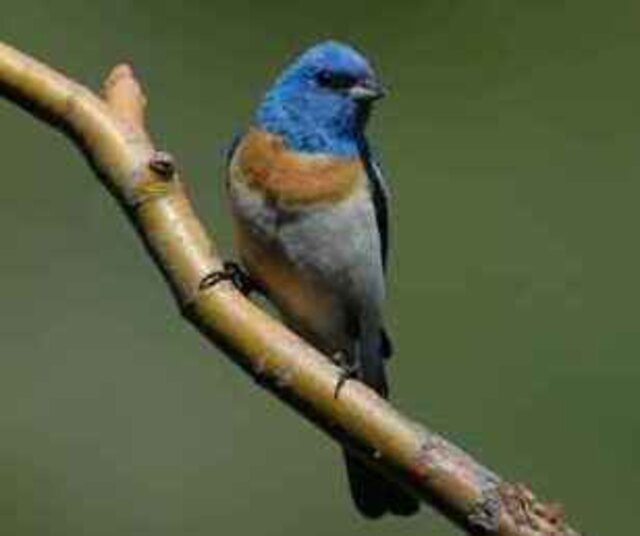 A Lazuli Bunting perched on a branch.