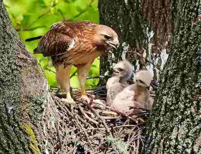 A mother red-tailed hawk feeding its young ones.  