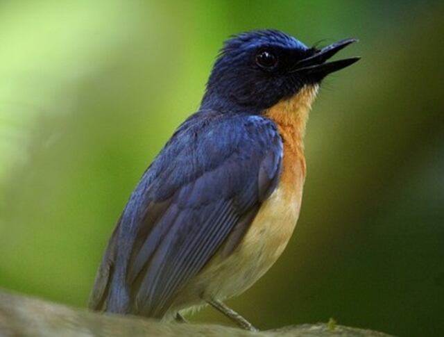 A Tickell's Blue Flycatcher perched on a tree branch.