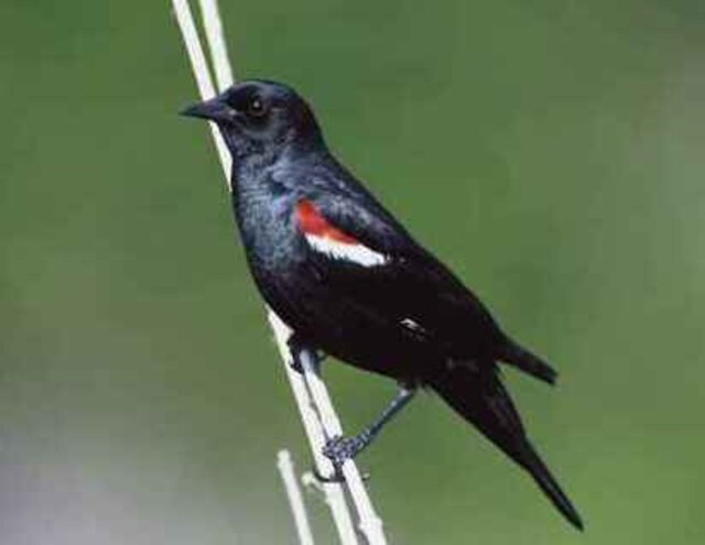 Tricolored Blackbird perched on a branch.