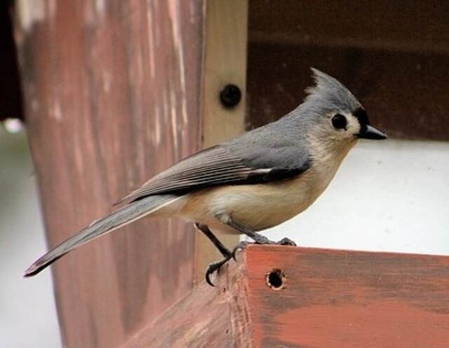 A Tufted Titmouse perched on a bird feeder.