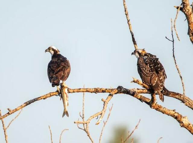 Two Osprey perched in a tree overlooking the water.