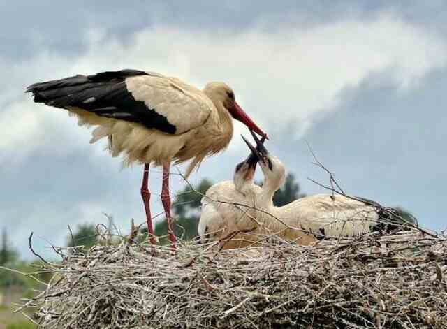 A female white stork feeding its young ones.