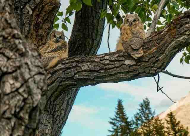 Two adolescent Great Horned Owls in a tree.