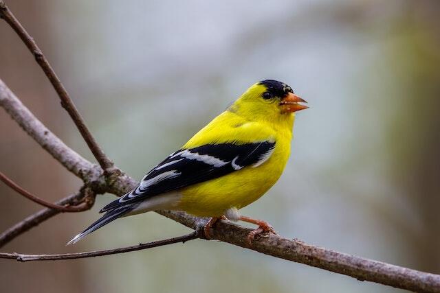 An American Goldfinch perched in a tree.