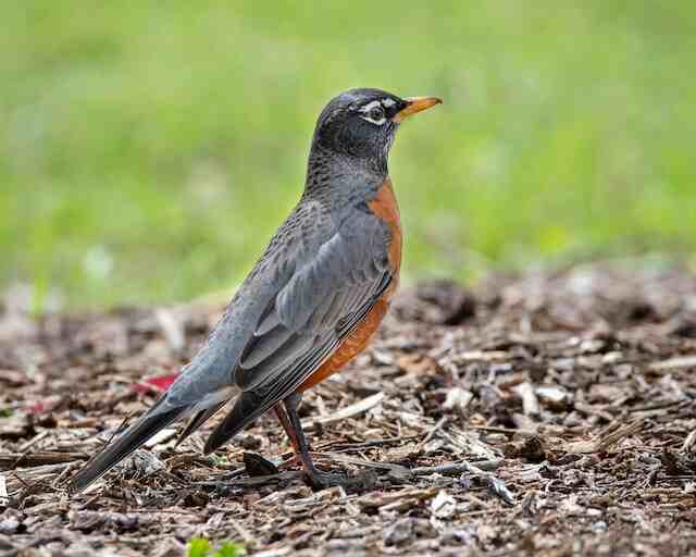 An American Robin walking around foraging for food.