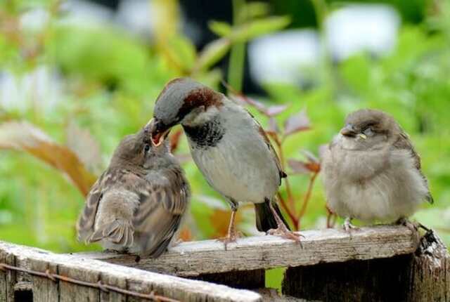 A father sparrow feeding its young.