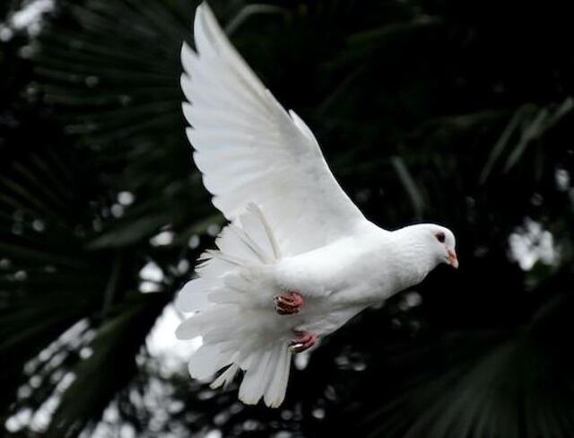 A white dove flying through the air.