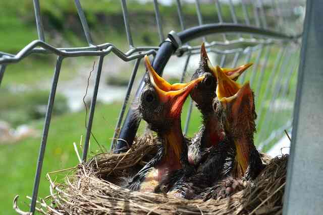 Three baby birds in a nest against a fence.