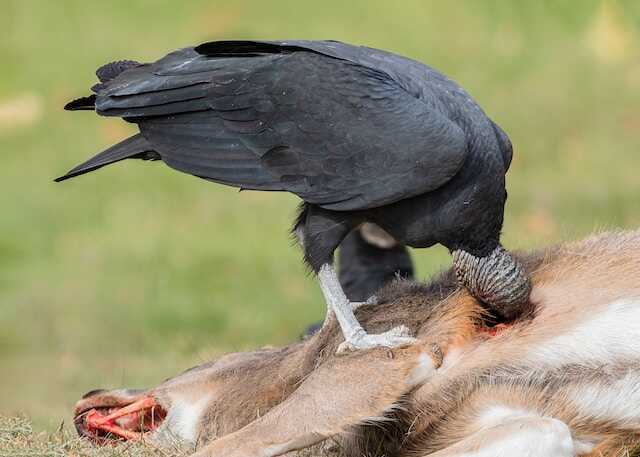 A Black Vulture feeding on a dead animal.
