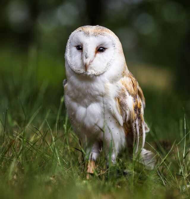 A Barn Owl walking.