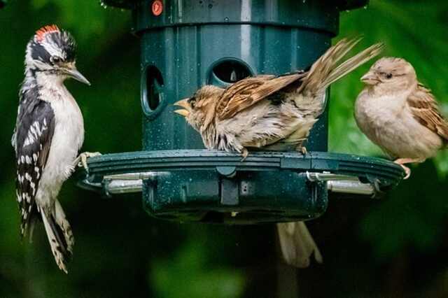 A couple of sparrows trying to bully a woodpecker.