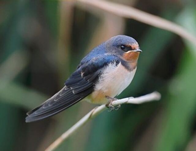 A barn swallow perched on a branch.
