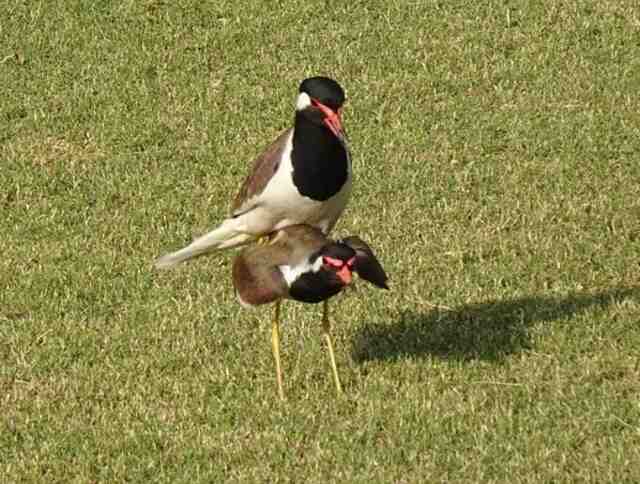 A couple of red-wattled lapwing's mating.