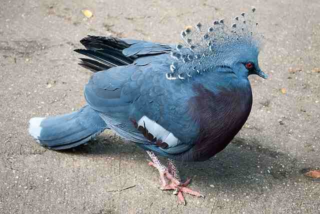 A Victoria Crown Pigeon foraging on the ground.
