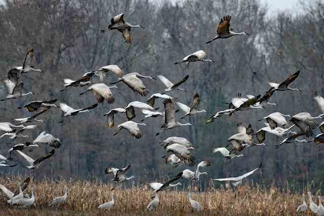 Geese searching for food during migration.