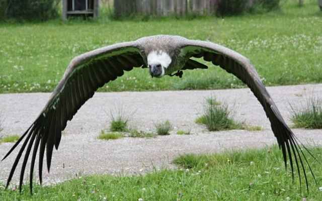 A Black Vulture flying through a neighborhood.