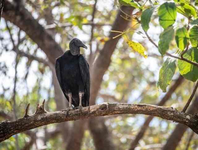 A black vulture perched in a tree.
