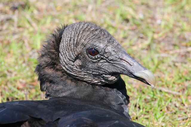 A Black Vultures head shot.