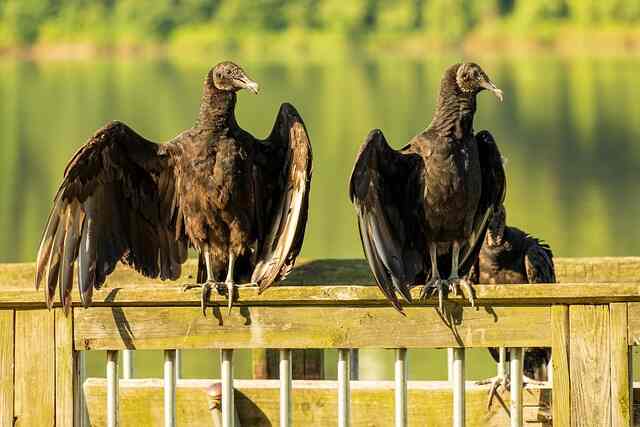 Two Black Vultures perched on a railing.