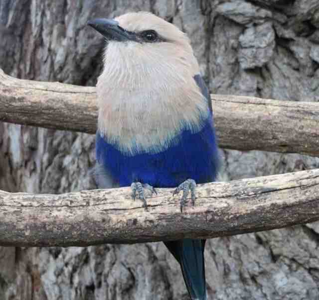 A Blue-bellied roller perched on a branch.