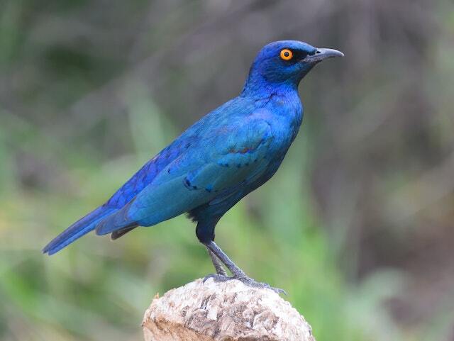 A blue bird perched on a rock.
