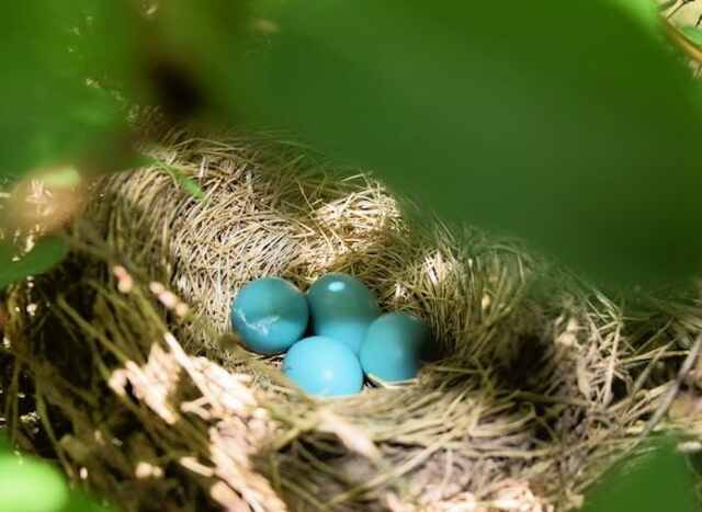 Blue eggs in a nest.