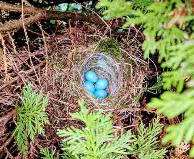 Four blue eggs in a nest.