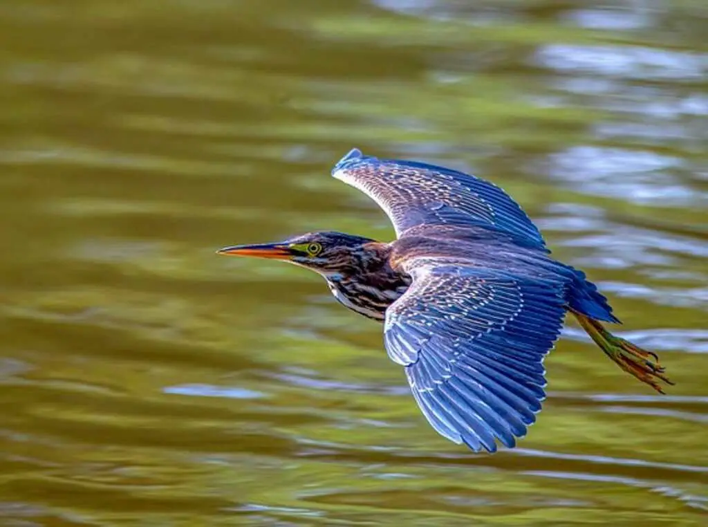 A blue heron flying above water.