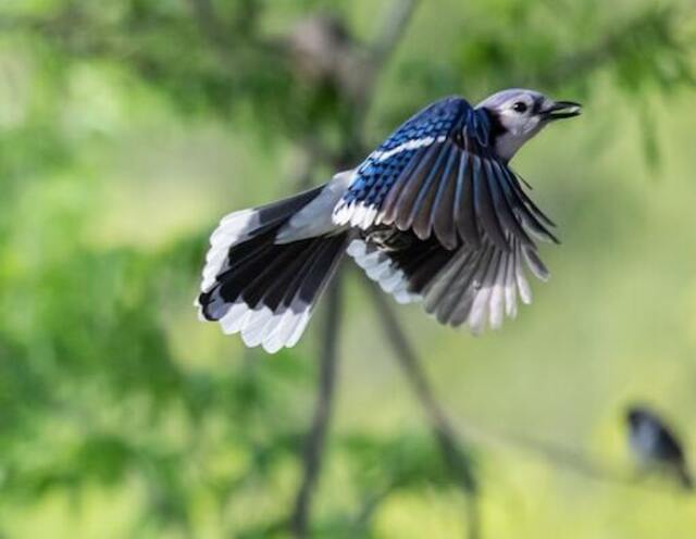 A Blue Jay flying with food in its beak.