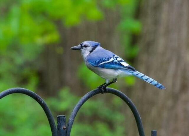 A Blue Jay perched on a fence.