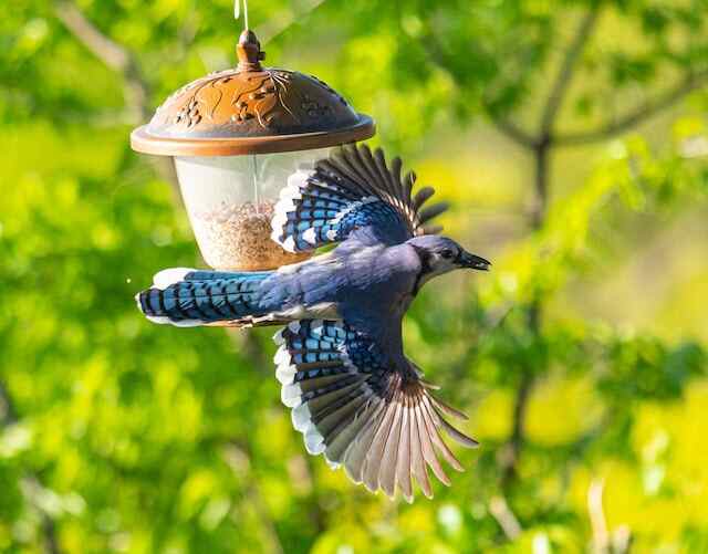 A Blue Jay flying away from a bird feeder after grabbing some food.