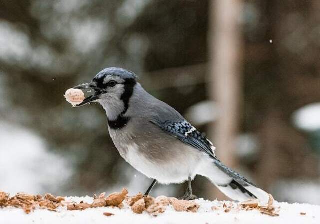 A Blue Jay eating peanuts on the ground in the snow.