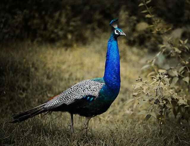 Indian blue peacock foraging on the ground.