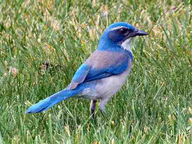 A Mountain Bluebird foraging on grass.