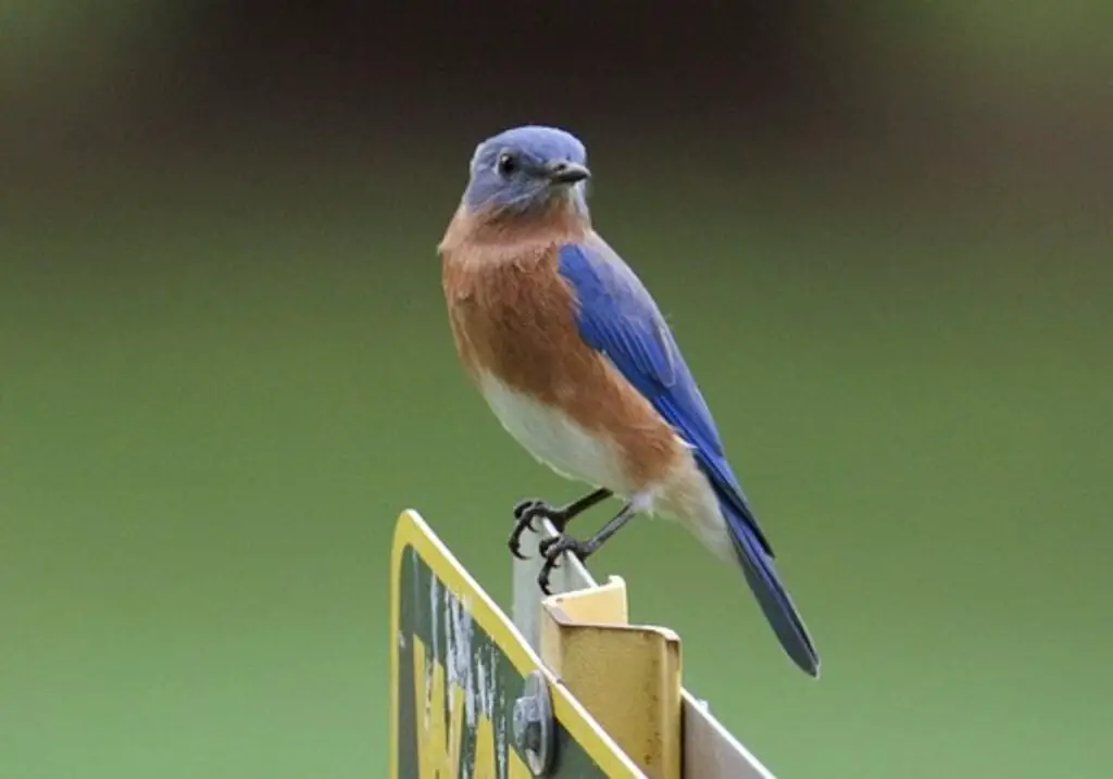 A Western Bluebird perched on a street sign.