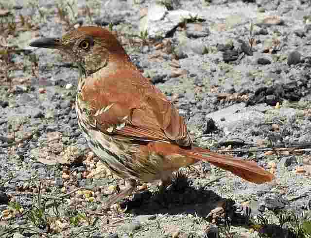 A Brown Thrasher foraging on the ground.