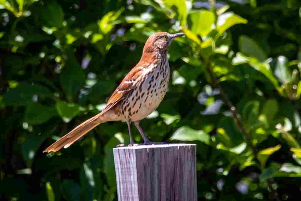 A Brown Thrasher perched on a fence post.