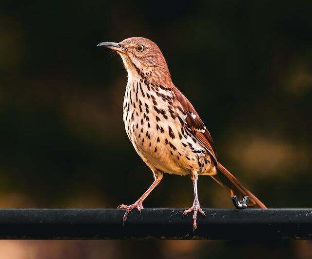 A Brown Thrasher perched on a fence tubing.