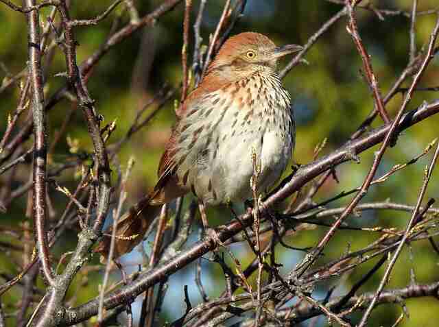 A Brown thrasher perched in a tree.