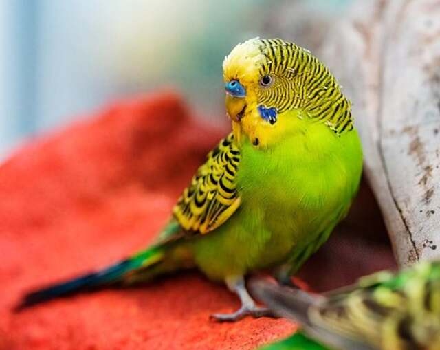 A Budgerigar (Budgie) perched on a table.